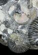 Gorgeous Deschaesites Ammonite Cluster - Russia #39158-3